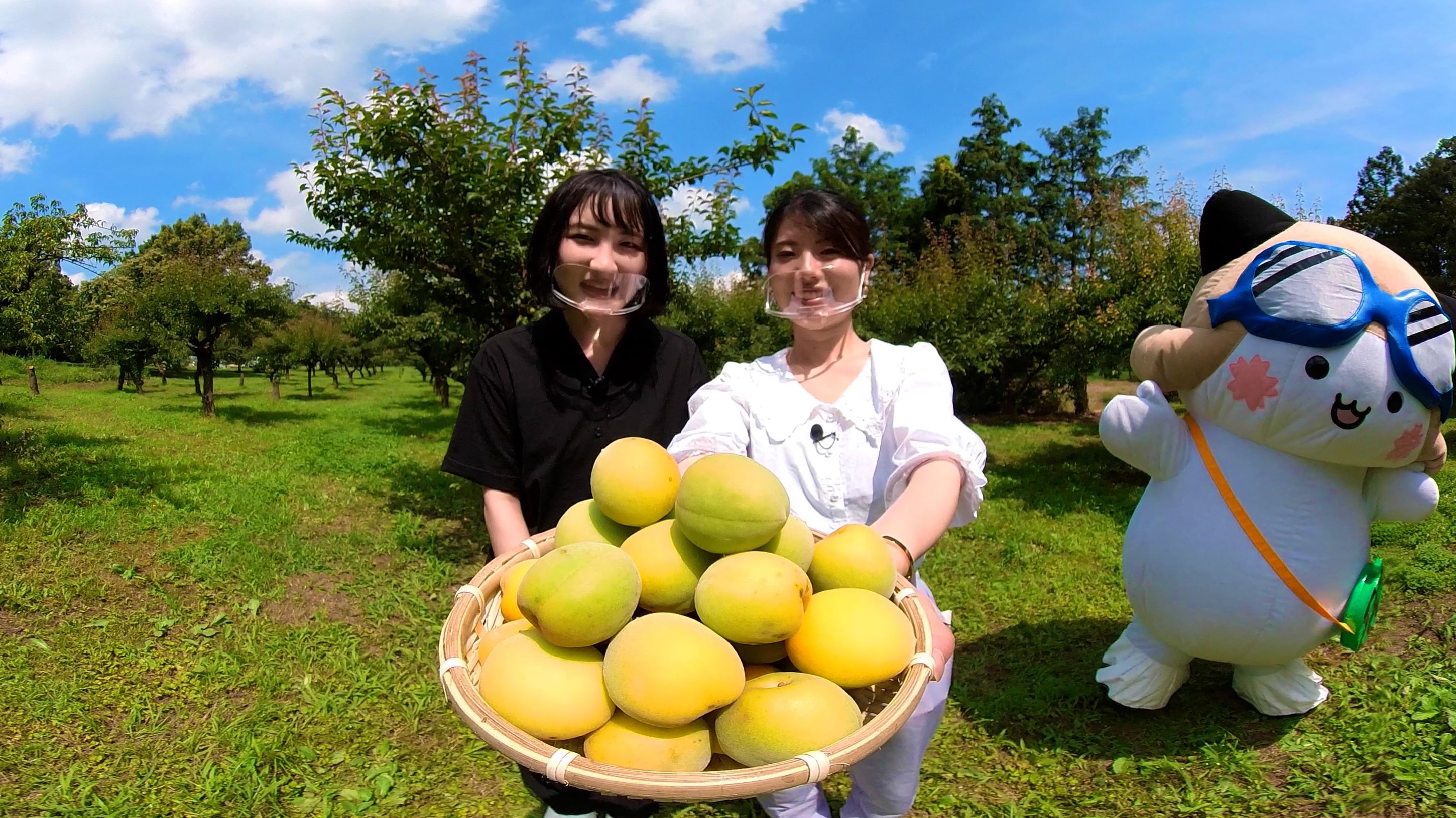 梅のもぎとり体験