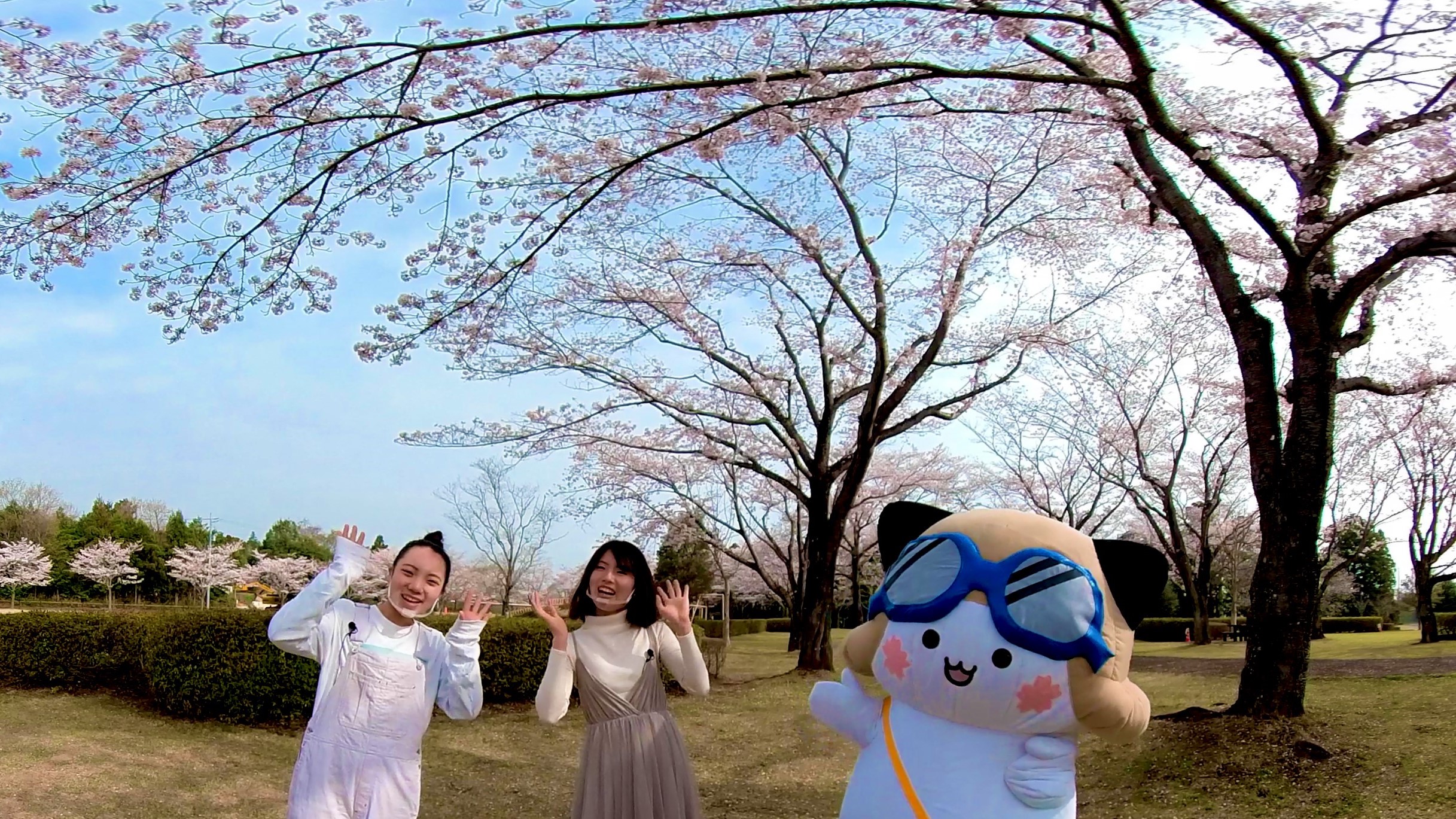 阿見の桜（花見）360°
