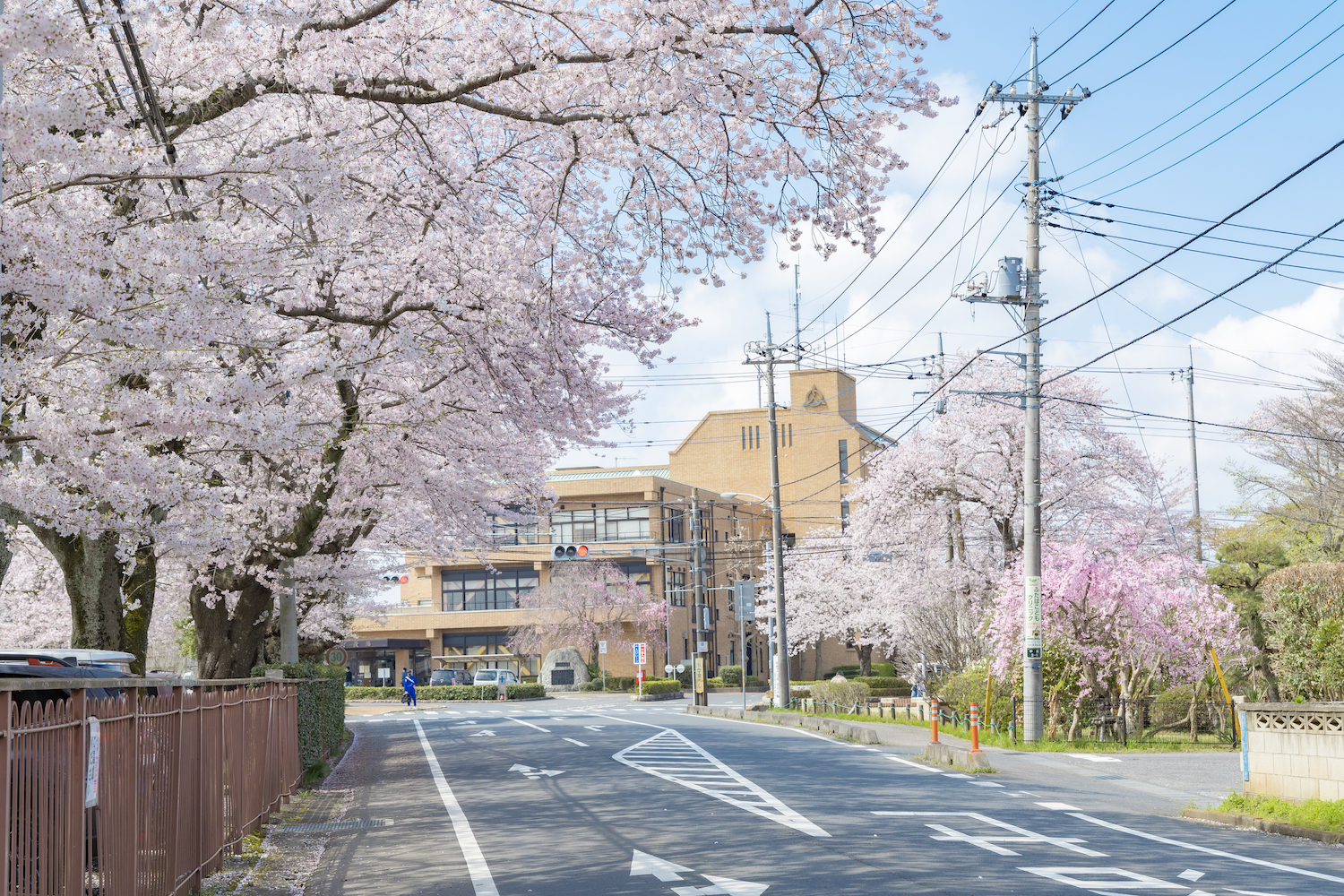 sakura_05