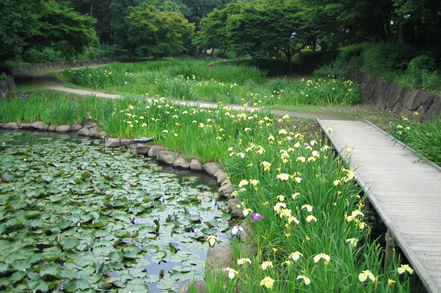 水生植物園