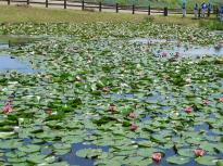 水生植物園