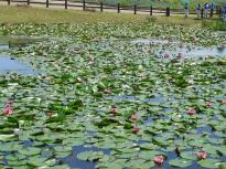 水生植物園