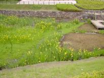 水生植物園