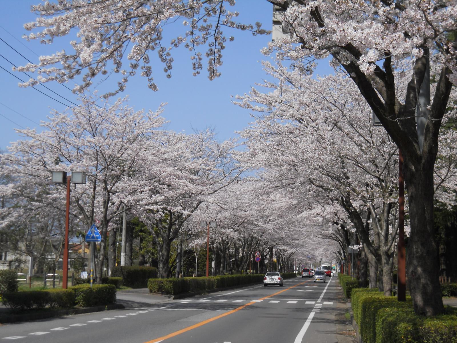 桜_茨大通